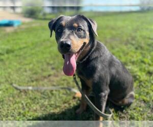 Labrador Retriever-Unknown Mix Dogs for adoption in Ocala, FL, USA