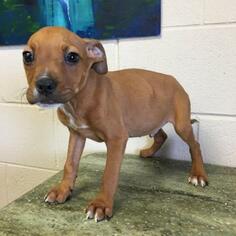 Boxer Dogs for adoption in Hamilton, GA, USA