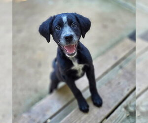 Shepradors Dogs for adoption in Raleigh, NC, USA
