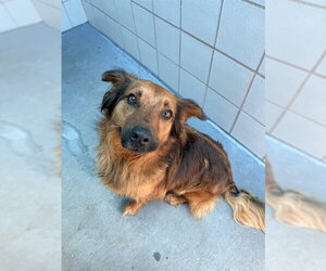Golden Retriever-Unknown Mix Dogs for adoption in Corpus Christi, TX, USA