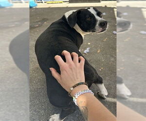 American Pit Bull Terrier-Basset Hound Mix Dogs for adoption in Alameda, CA, USA