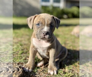 Bulldog-Unknown Mix Dogs for adoption in Brooklyn Center, MN, USA