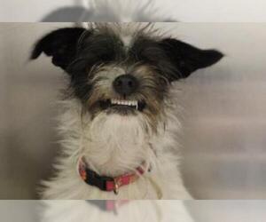Medium Photo #1 Rat Terrier-Unknown Mix Puppy For Sale in Dallas, TX, USA