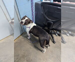 American Pit Bull Terrier Dogs for adoption in Evansville, IN, USA