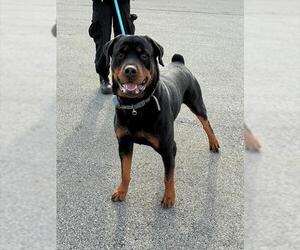 Rottweiler Dogs for adoption in Louisville, KY, USA
