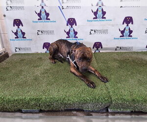 Mutt Dogs for adoption in Orlando, FL, USA