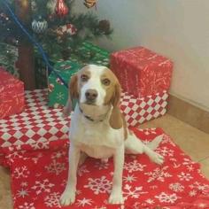 Beagle Dogs for adoption in Fond du Lac, WI, USA