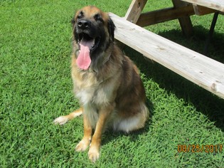 Golden Retriever-Unknown Mix Dogs for adoption in Ashland, VA, USA