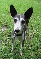 Italian Greyhound Dogs for adoption in Flower Mound, TX, USA