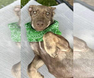 German Shepherd Dog-Unknown Mix Dogs for adoption in Royal Palm Beach, FL, USA