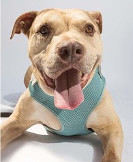 American Pit Bull Terrier-Unknown Mix Dogs for adoption in Midway City, CA, USA
