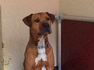 Medium Photo #1 American Pit Bull Terrier Puppy For Sale in pomona, CA, USA