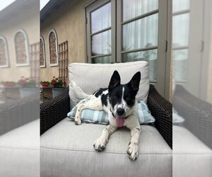 Parson Russell Terrier Dogs for adoption in San Juan Capistrano, CA, USA