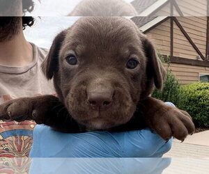 Medium Photo #2 Labrador Retriever-Unknown Mix Puppy For Sale in Bolivar, MO, USA