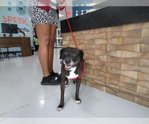 Mutt Dogs for adoption in Temple, TX, USA