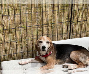 Beagle Dogs for adoption in Tampa, FL, USA