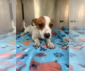 Mutt Dogs for adoption in San Antonio, TX, USA