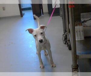 American Pit Bull Terrier Dogs for adoption in Fayetteville, NC, USA