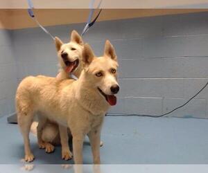Siberian Husky Dogs for adoption in Moreno Valley, CA, USA