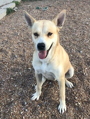 Shiba Inu Dogs for adoption in St. Ann, MO, USA