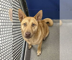 Mutt Dogs for adoption in Sterling, MA, USA