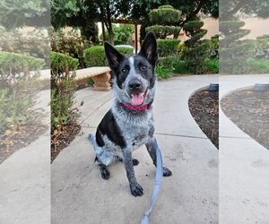 Mutt Dogs for adoption in Davis, CA, USA