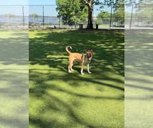 American Staffordshire Terrier-Unknown Mix Dogs for adoption in Brewster, NY, USA