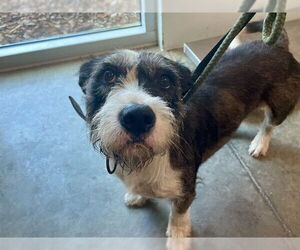 Mutt Dogs for adoption in Tavares, FL, USA