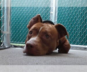 American Pit Bull Terrier Dogs for adoption in Downey, CA, USA