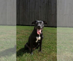 Medium Photo #2 Mutt Puppy For Sale in Abbeville, LA, USA