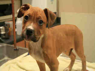 Bullboxer Pit Dogs for adoption in Modesto, CA, USA