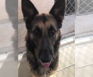 German Shepherd Dog Dogs for adoption in Tracy, CA, USA