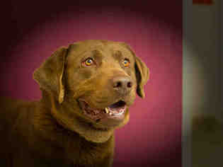 Chesador Dogs for adoption in Frisco, CO, USA