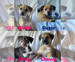 Mutt Dogs for adoption in Aurora, OH, USA
