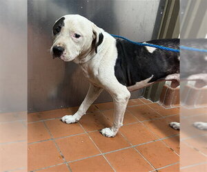 Mutt Dogs for adoption in Camarillo, CA, USA