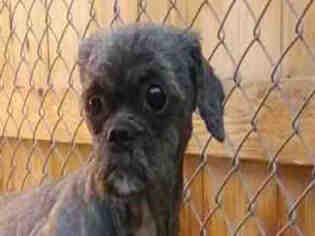 Shih Tzu Dogs for adoption in Missoula, MT, USA