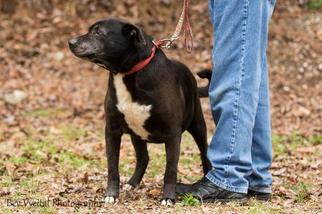 Mutt Dogs for adoption in Kingston, NY, USA