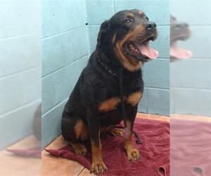 Rottweiler Dogs for adoption in Downey, CA, USA