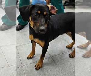 Mutt Dogs for adoption in Royal Palm Beach, FL, USA