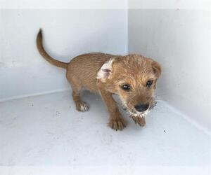 Chihuahua-Unknown Mix Dogs for adoption in Houston, TX, USA