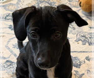 Mutt Dogs for adoption in Wheaton, IL, USA