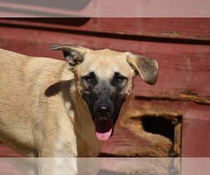 Anatolian Shepherd-Black Mouth Cur Mix Dogs for adoption in Newton, TX, USA