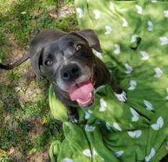 American Staffordshire Terrier Dogs for adoption in Tampa, FL, USA