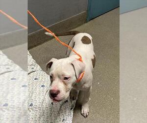 American Pit Bull Terrier-Unknown Mix Dogs for adoption in Las Vegas, NV, USA