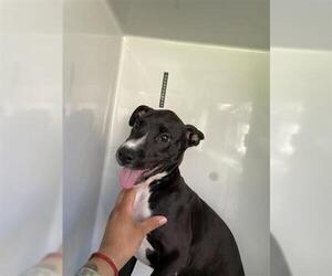 American Pit Bull Terrier-Labrador Retriever Mix Dogs for adoption in Houston, TX, USA