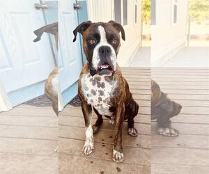 Boxer Dogs for adoption in Lancaster, CA, USA