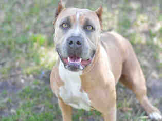 Staffordshire Bull Terrier Dogs for adoption in Fort Lauderdale, FL, USA