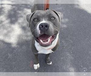 American Pit Bull Terrier Dogs for adoption in Martinez, CA, USA