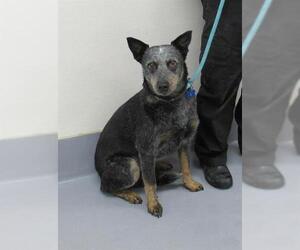 Mutt Dogs for adoption in Louisville, KY, USA