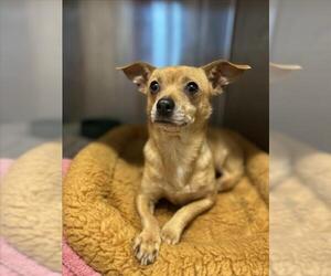 Chihuahua-Unknown Mix Dogs for adoption in Derwood, MD, USA